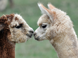 Alpaca Friends (Gender: )