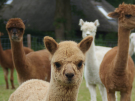 Cute Alpacas (Gender: )